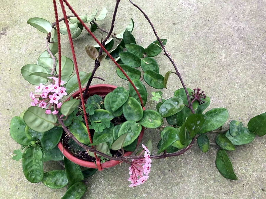 球兰的养护方法,球兰的日常养护