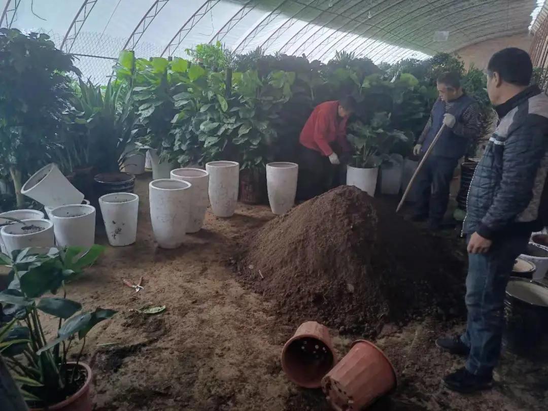 做好服务我们全力以赴,做好绿化养护工作