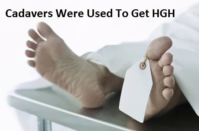 生长激素在体内的代谢过程,生长激素中药调理有用吗