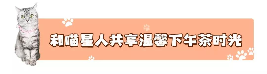 吃饭玩耍一体店,吃饭撸猫二选一