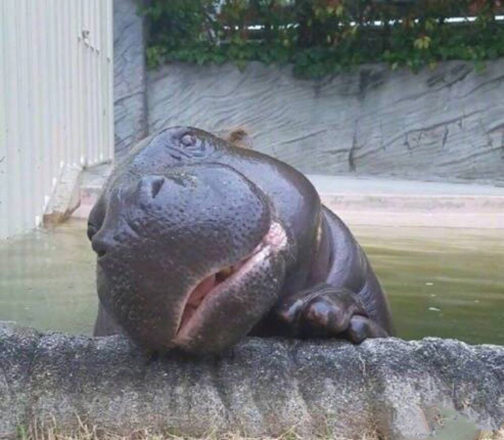 河马泛滥成灾？犯罪大佬遗留4只河马，现至少50只，十年内破百只