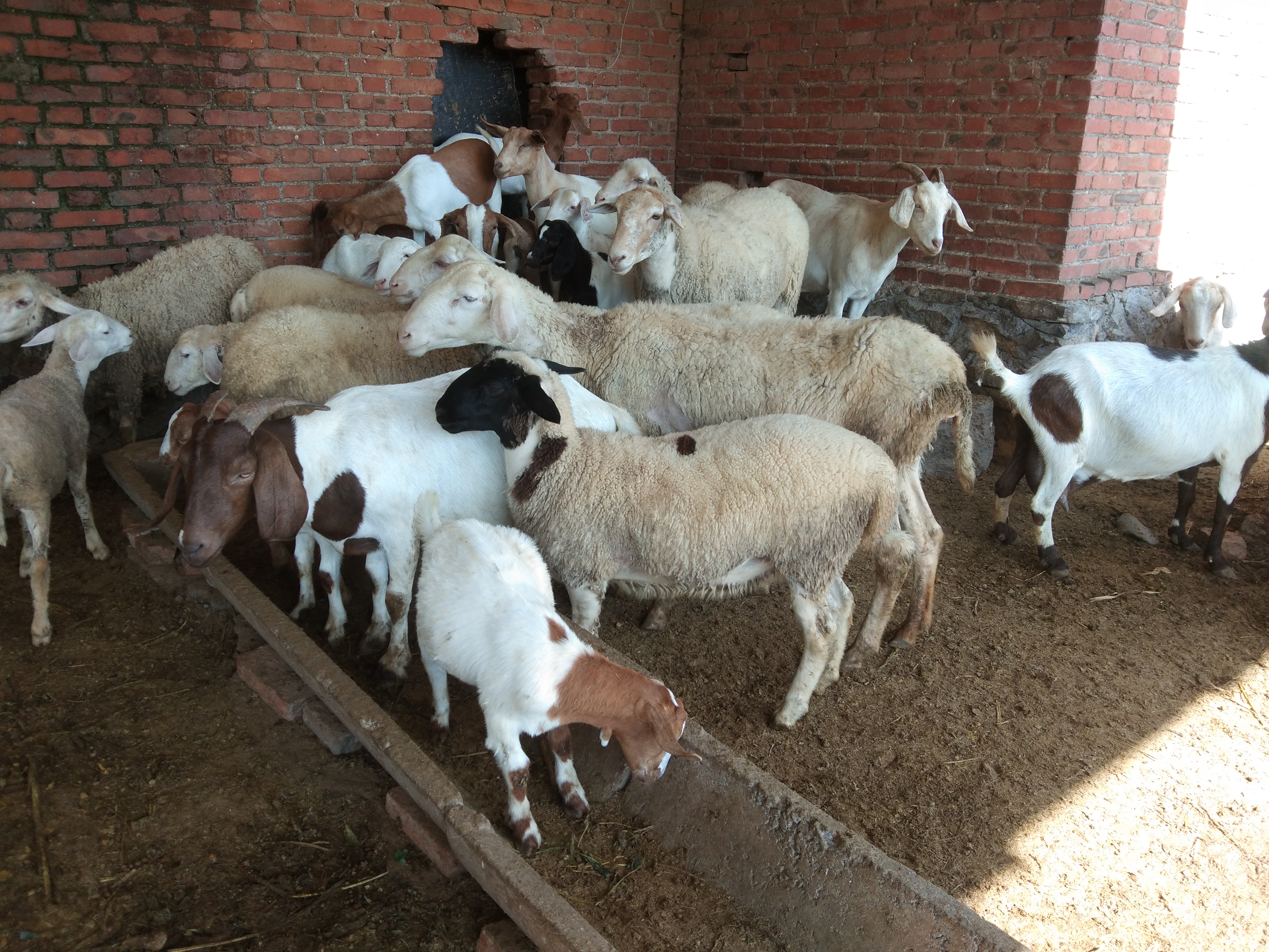 养羊到底是选哪个羊好一点,养羊品种纯不纯重要吗