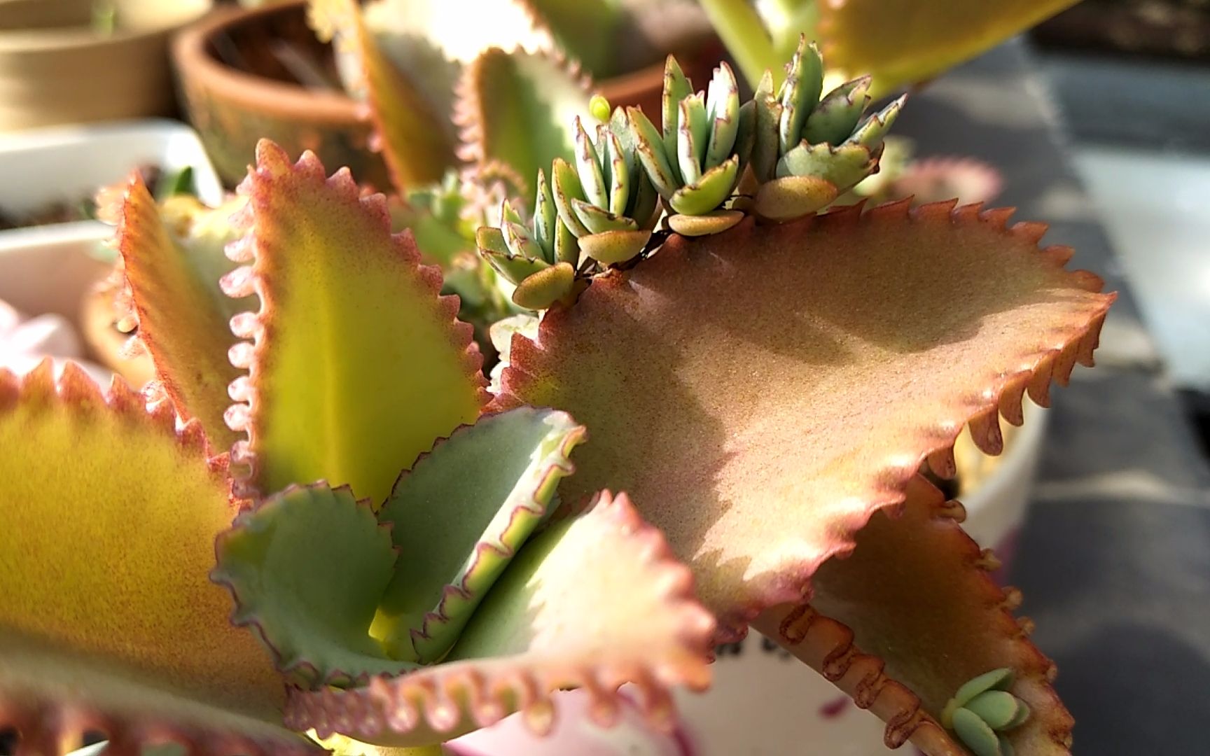 绿萝都养不活还能养什么花,好养活的懒人花绿萝