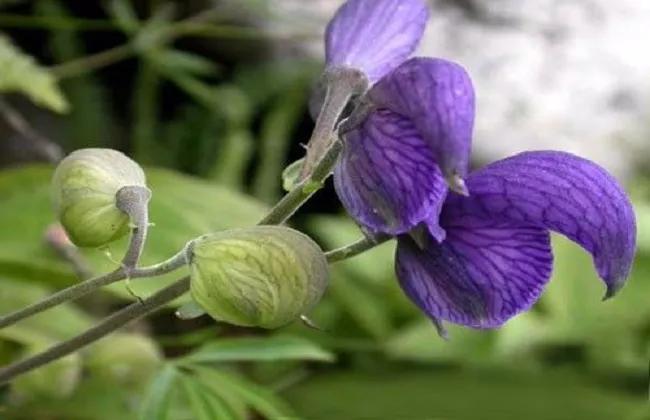 慎用药物更不要滥用药物,乌头类植物都有剧毒吗