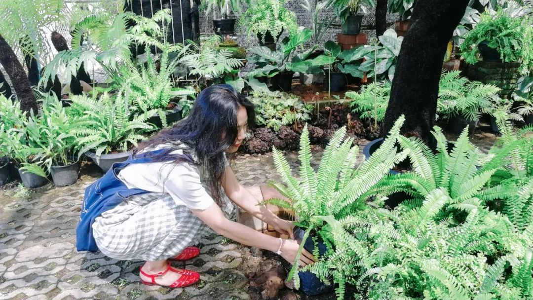 清迈的现状,清迈重逢