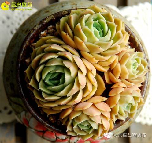 多肉月影系有哪些品种,月影系多肉品种大全