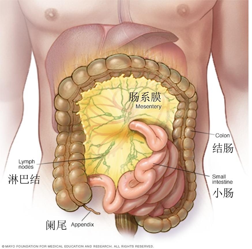 肠系膜淋巴结炎是什么病,小孩肠系膜淋巴结炎怎么办