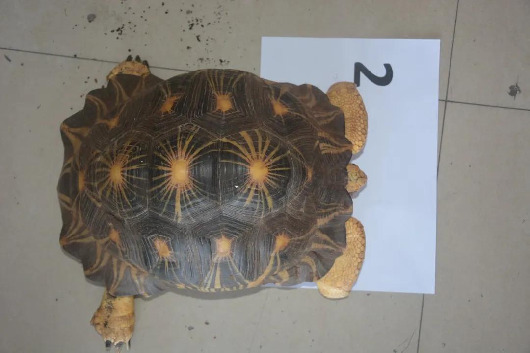 台州宠物龟被抓去哪里了,温岭宠物龟被抓