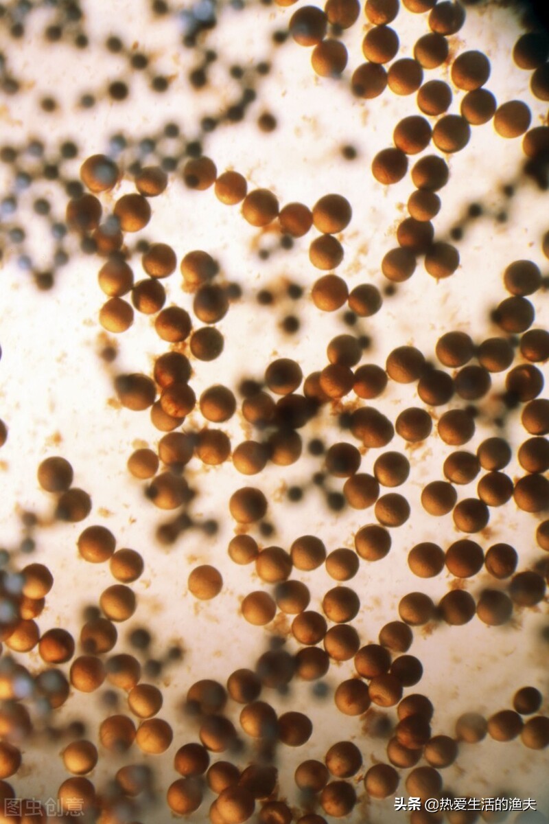 刚孵化出来的金鱼苗多久能喂食,金鱼鱼苗养几个月才能开过滤