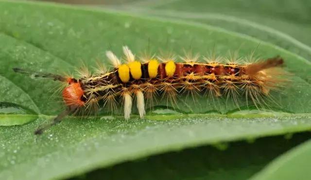 柑橘害虫及危害部位图,柑橘常见害虫高清图谱