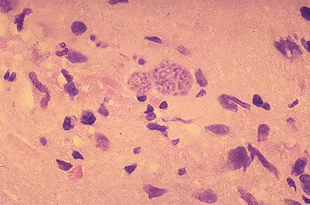 还在相信怀孕生娃后不能养宠物?钟南山:谣言,真相是越早越好