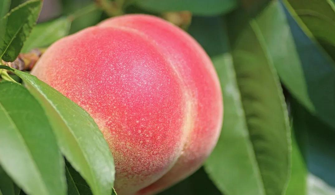 爽身粉桃子水,止痒祛痱子爽身粉