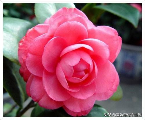 中国各城市市花图片简介,各个城市的市花有哪些