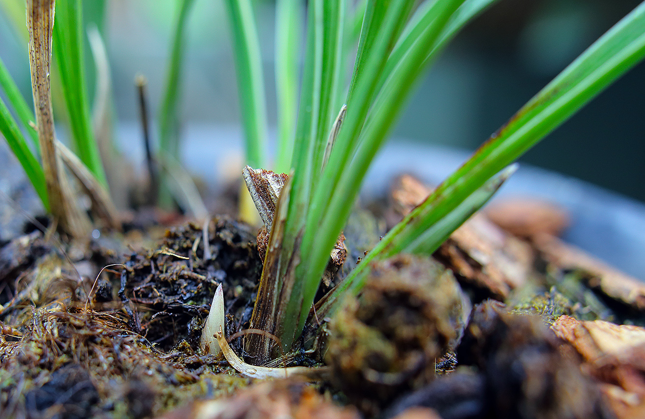 兰花老芦头处理的整套方法，处理得当老头发新苗！