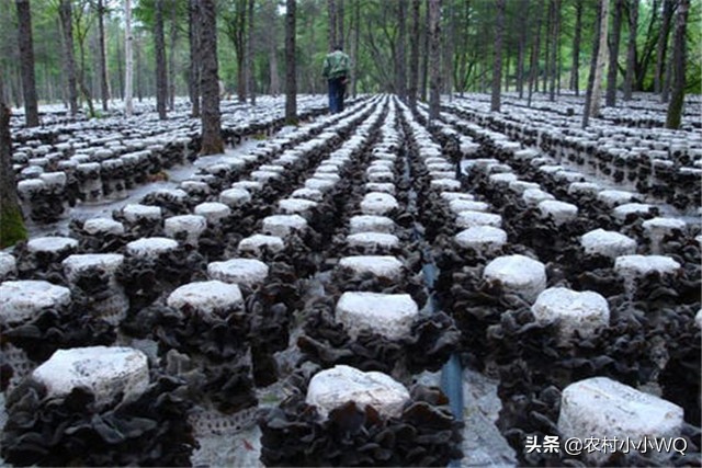 木耳栽培技术,木耳栽培技术视频