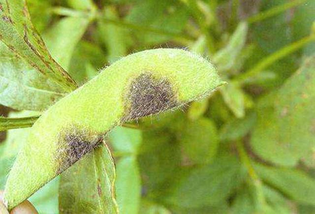 种植大豆需要哪些虫害防治,大豆病虫害图谱及防治方法