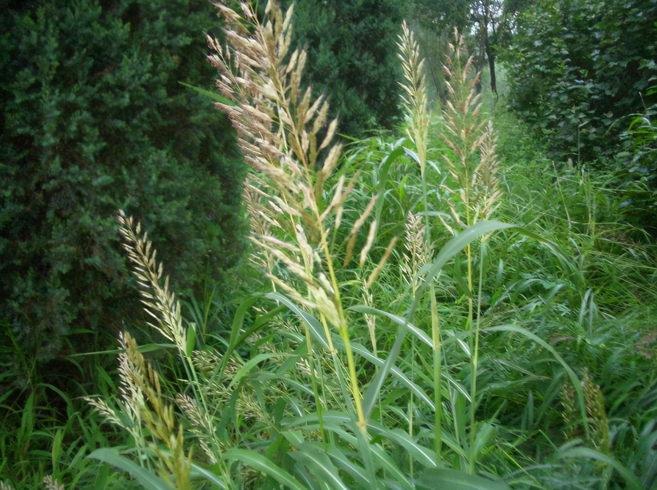 六种入侵植物有哪些,混得最惨的入侵植物你有吃过吗