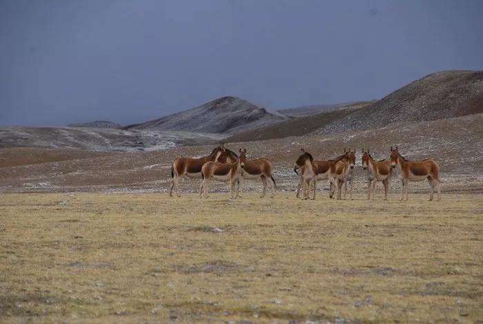 羌塘无人区为什么被称为生命禁区,世界上十大诡异禁区