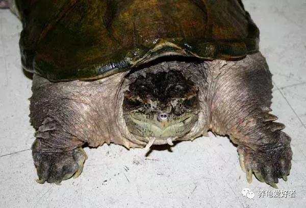 怎么判断龟是水肿还是胖,如何区分龟浮肿和胖
