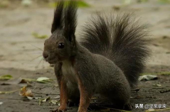 养一只松鼠做宠物是什么样的体验?