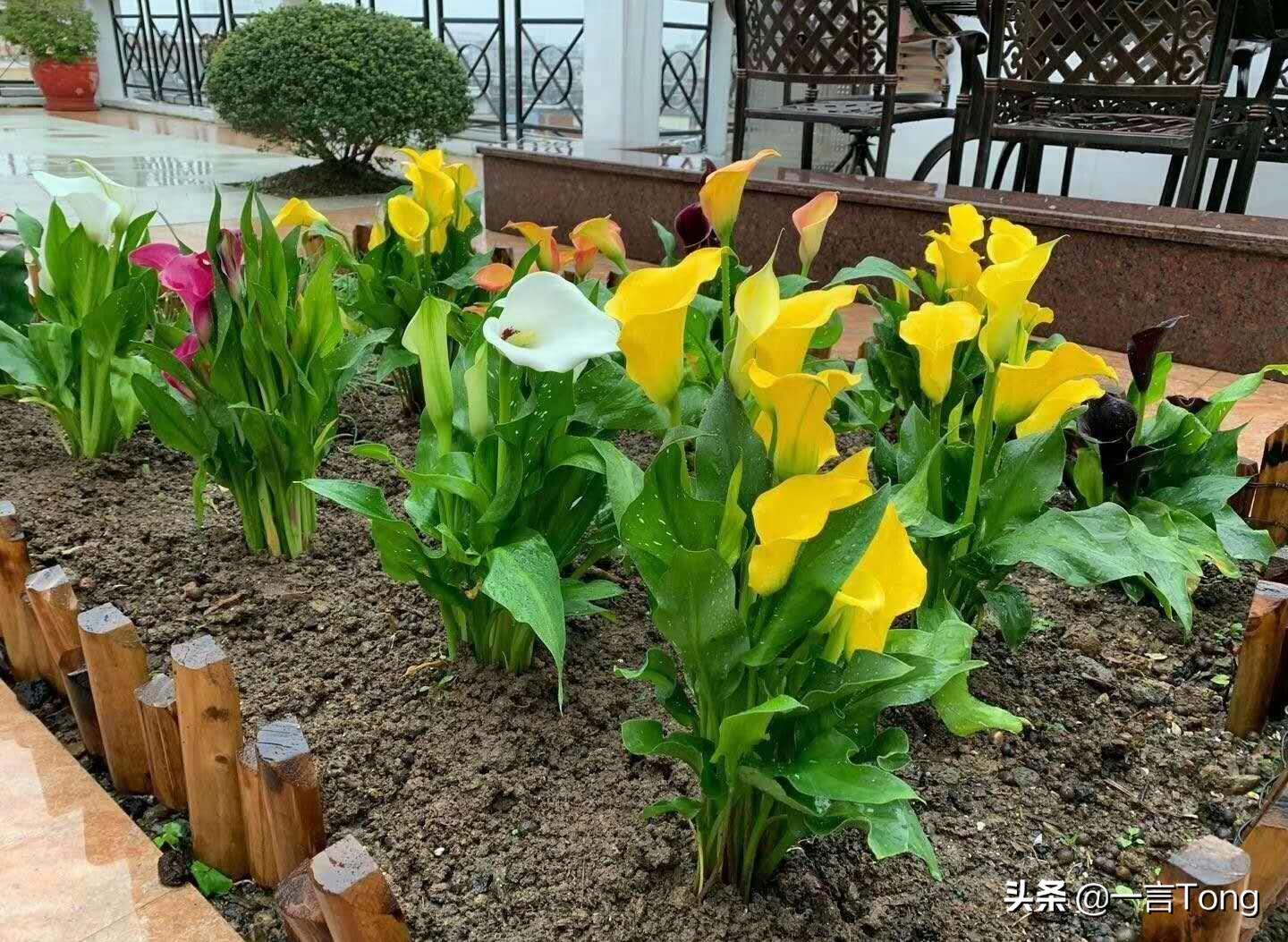 高贵雅致马蹄莲,高贵优雅马蹄莲永生花