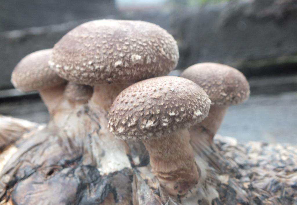 在家养可以吃的蘑菇,喜欢吃蘑菇和西兰花