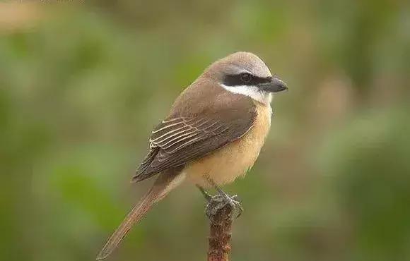 伯劳鸟饲养,没睁眼的伯劳怎样饲养