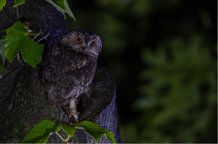 佳能拍鸟最佳镜头,佳能r5有鸟眼跟踪对焦吗