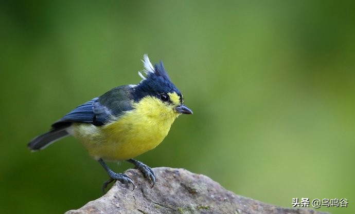 师公鸟——台湾黄山雀