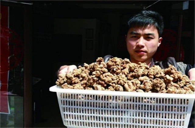 怎样栽培和加工三七,食用三七种植技术大全