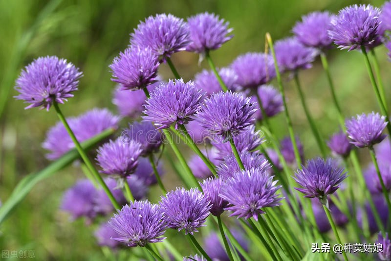小葱种植方法和几月撒种,小葱种子什么时间播种最佳