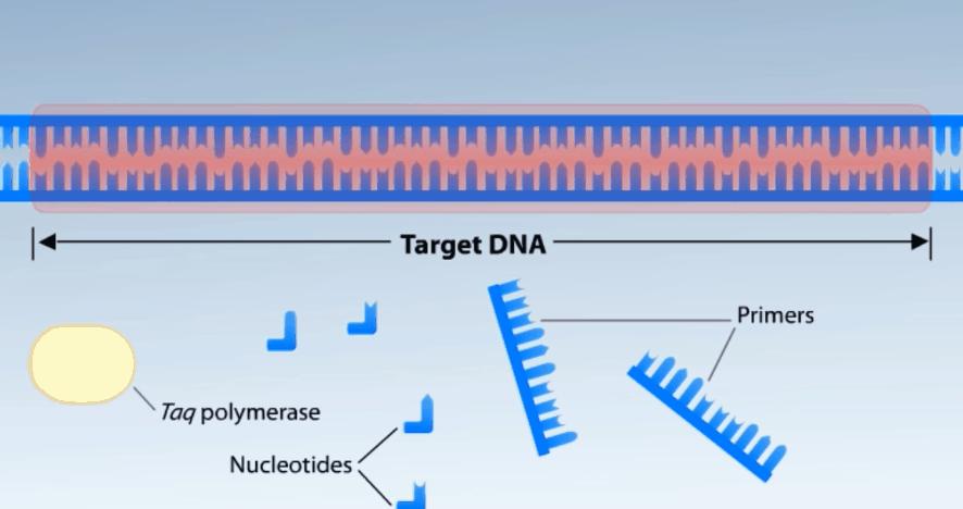 新型冠状病毒pcr检测操作规程,冠状病毒核酸检测pcr试剂