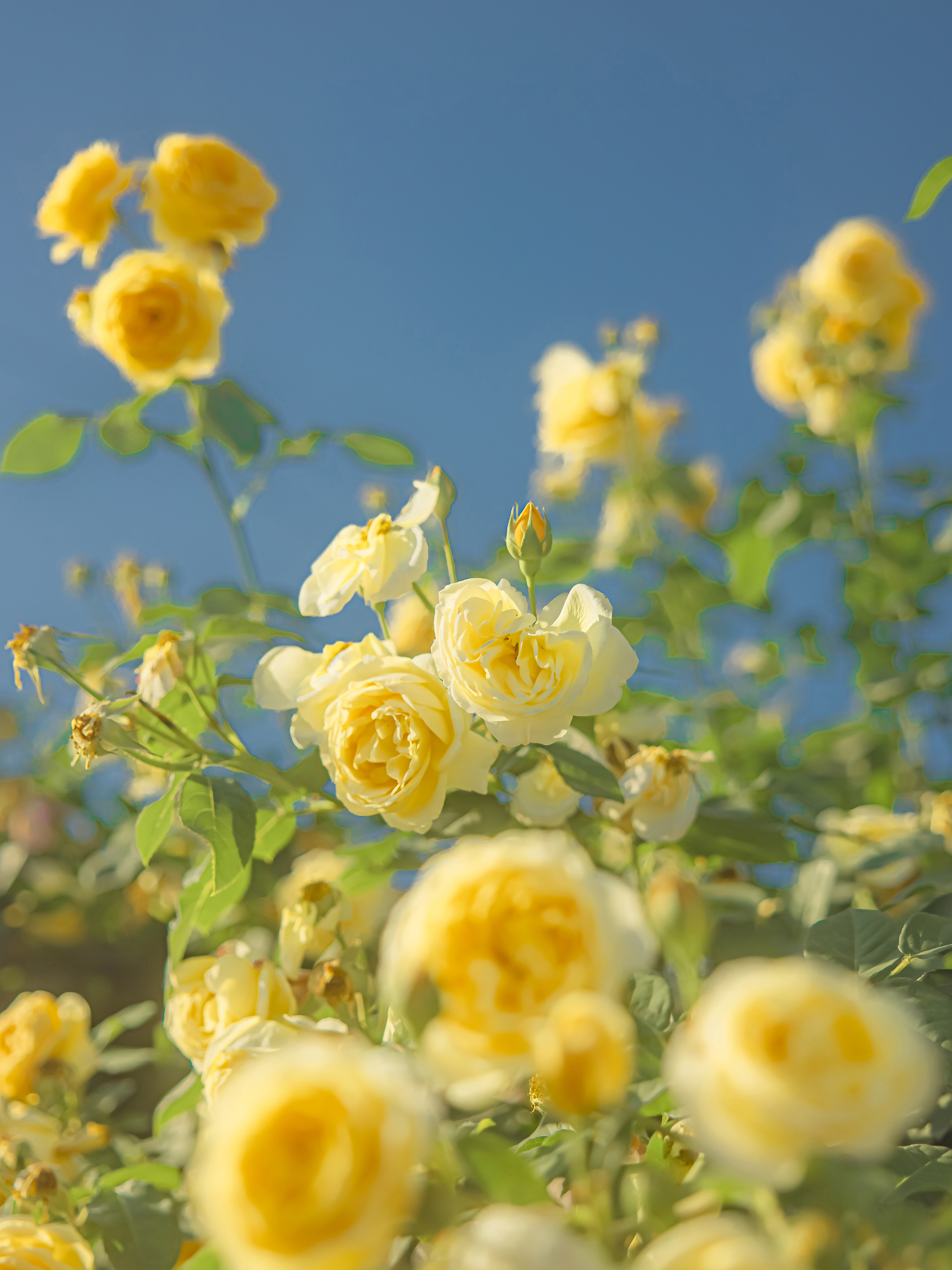 ipad治愈系壁纸超清动物,ipad壁纸唯美清新