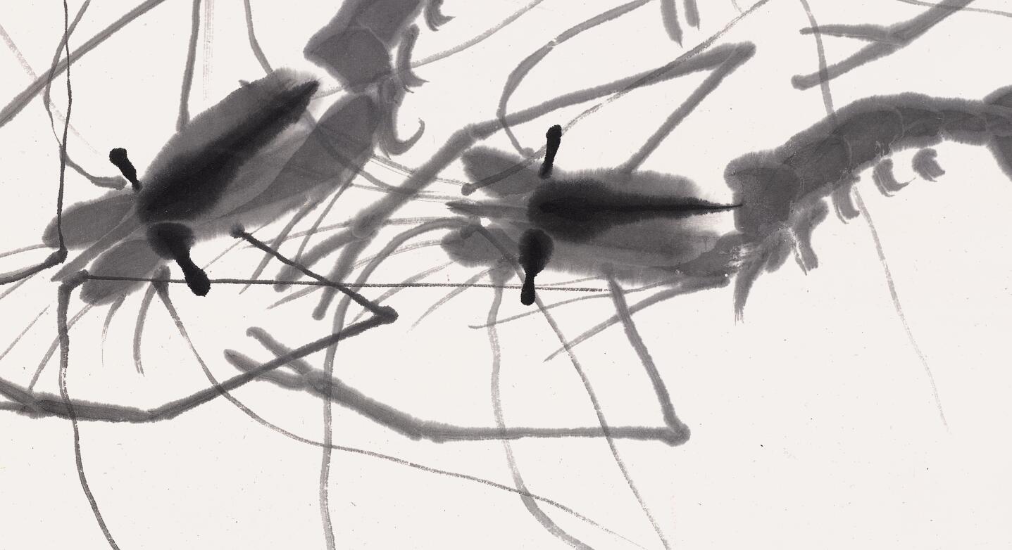 白石老人画虾视频大全,白石老人画虾的感悟
