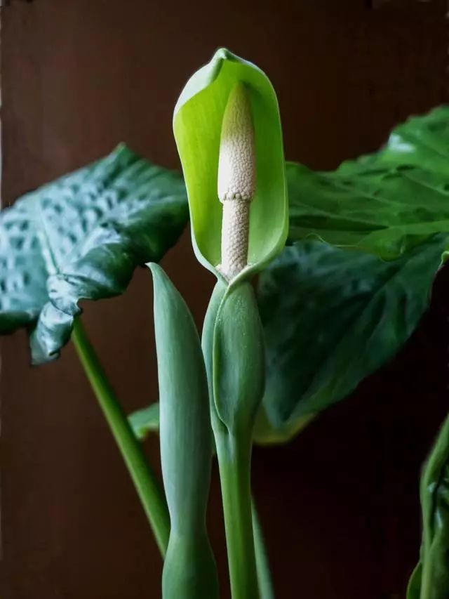 花卉绿植要怎么养护才长得好,养花技巧家庭养护绿植的小方法