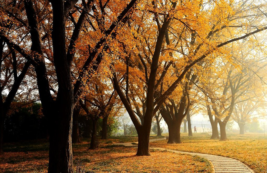 泰兴比较大的镇有哪些,江苏泰兴最大的银杏树