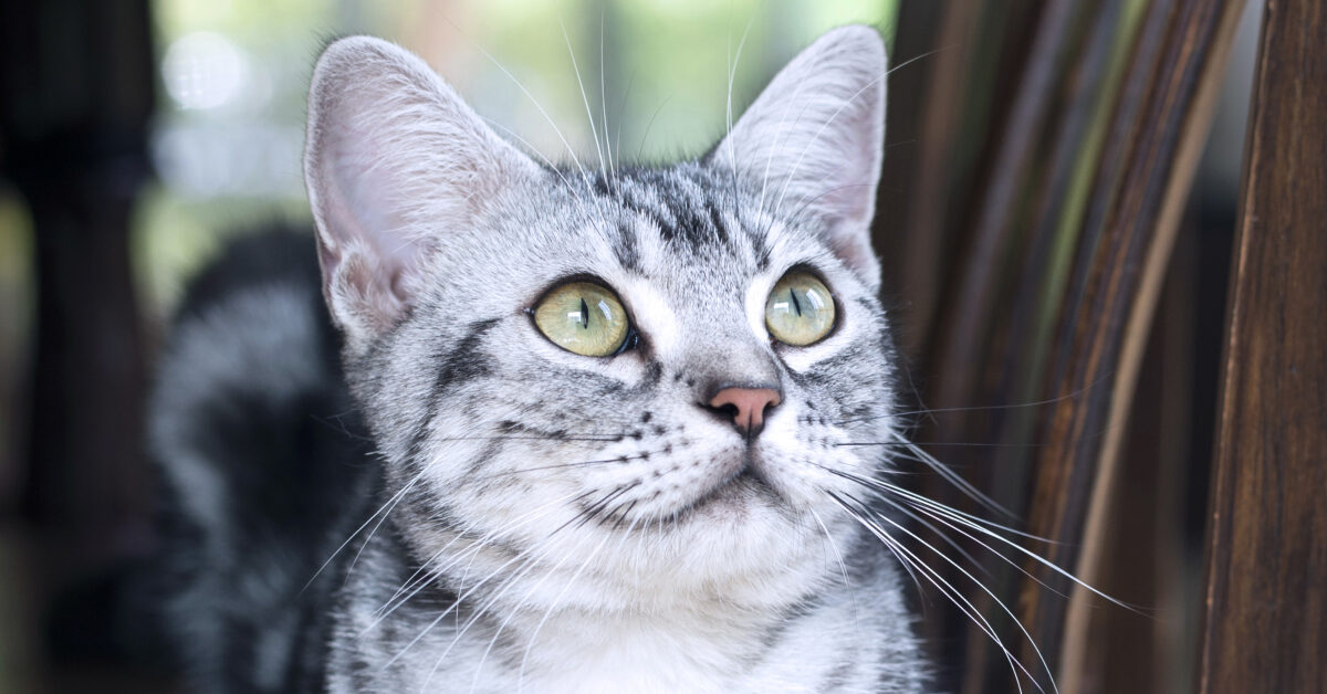 美短虎斑猫咪的品种,美国短毛猫虎斑价格