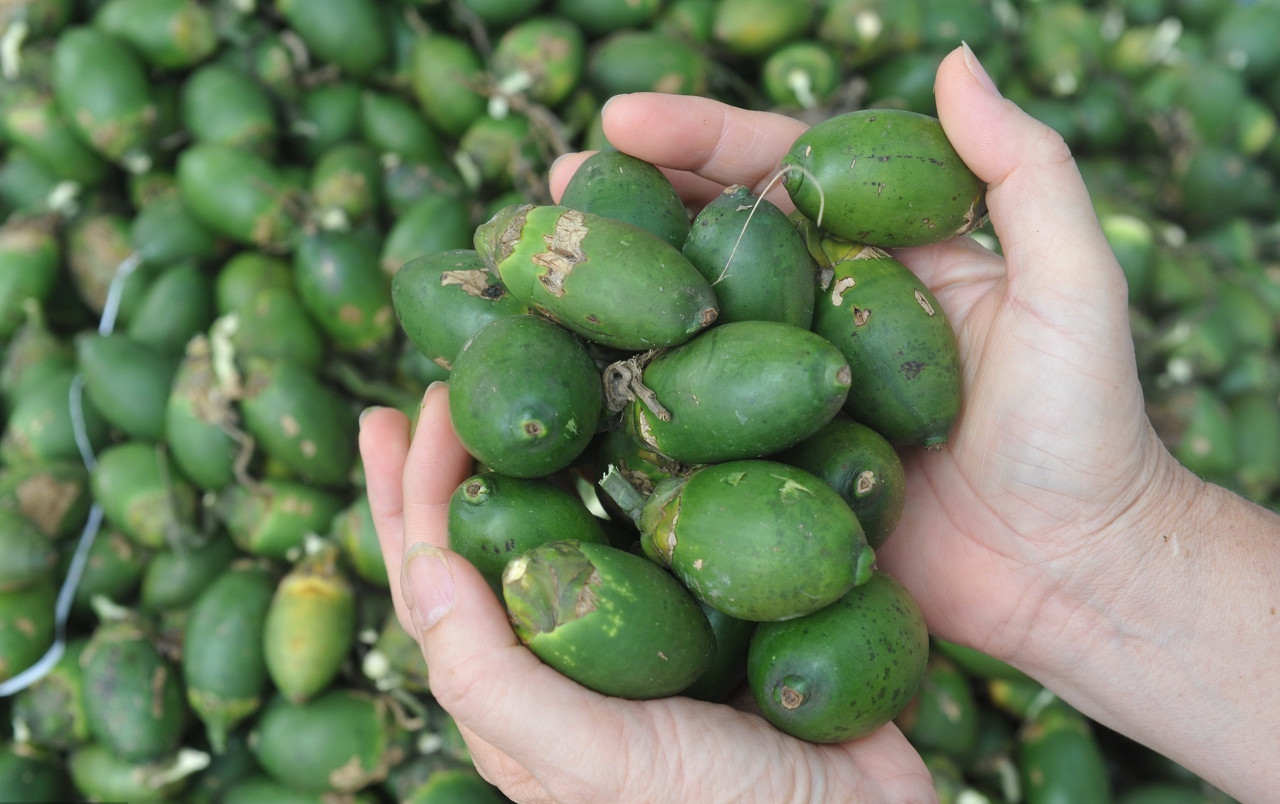 槟榔属于软性毒品吗,槟榔的危机有多大