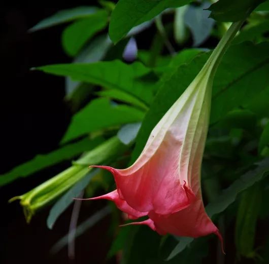 灵魂摆渡曼珠沙华的结局,灵魂摆渡的旁白曼珠沙华