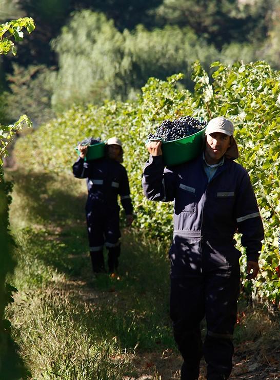 太阳峰酒庄智利名庄,智利寇塔酒庄