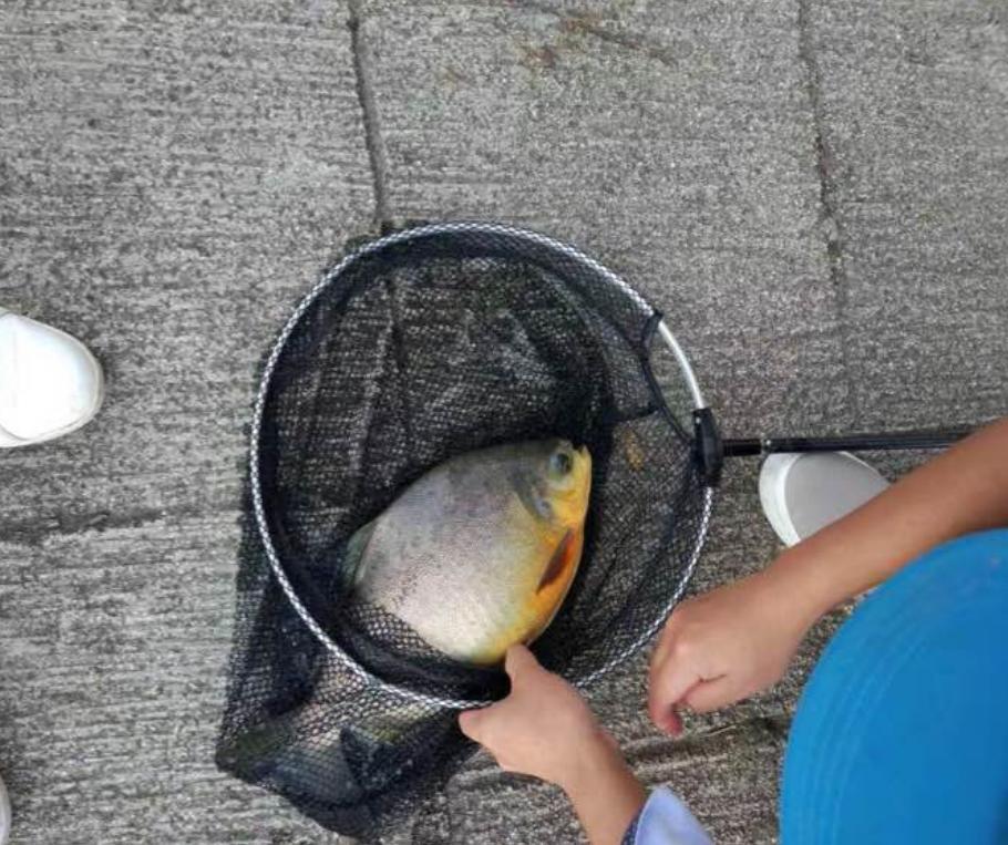 史无前例！澜沧江钓起大量红鲳鱼，满口利齿轻松咬断树枝