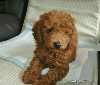 高颜值肌肉奶狗,什么样的小奶狗最可爱