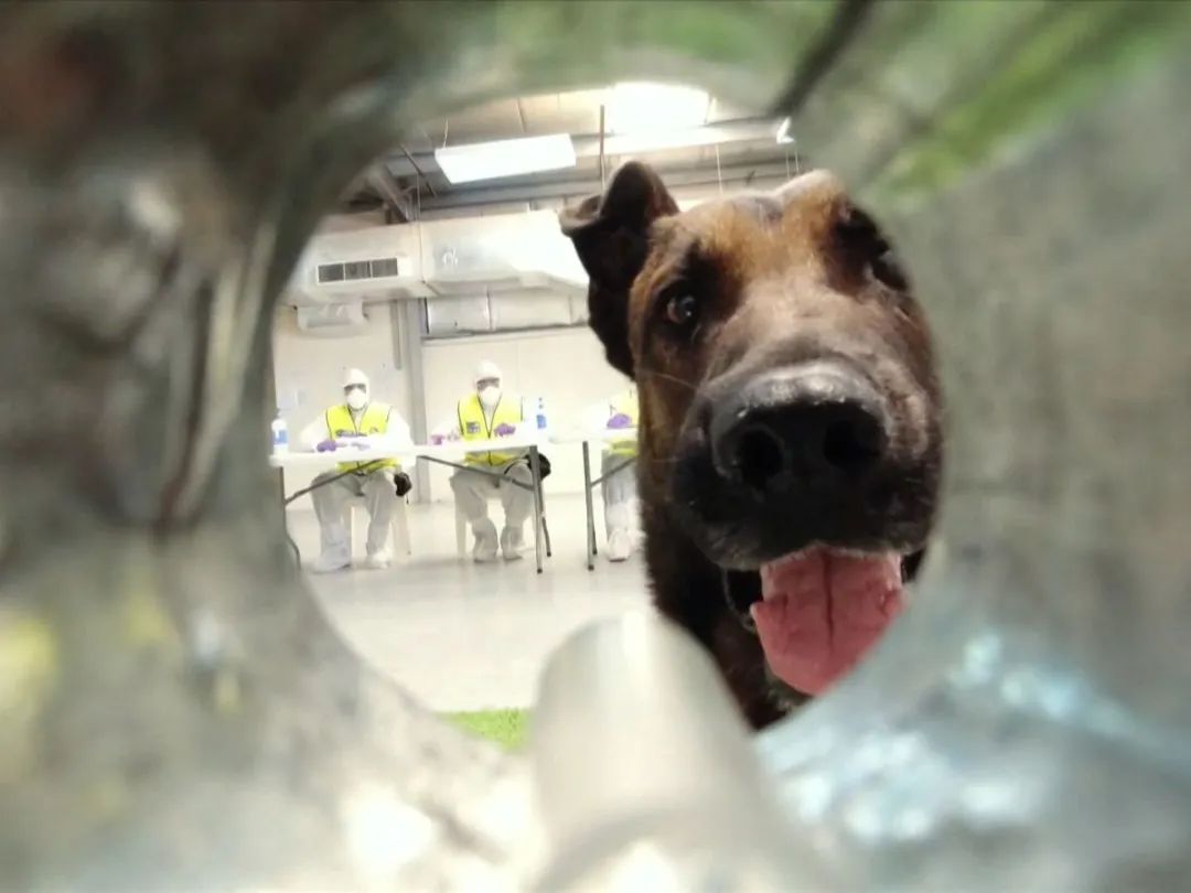 核酸检测太麻烦?10秒出结果的狗狗牌新冠探测器了解一下