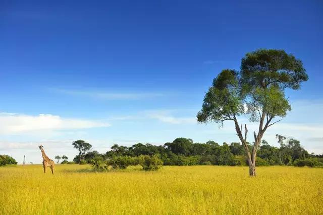 肯尼亚需要准备什么,去肯尼亚需要注意哪些问题