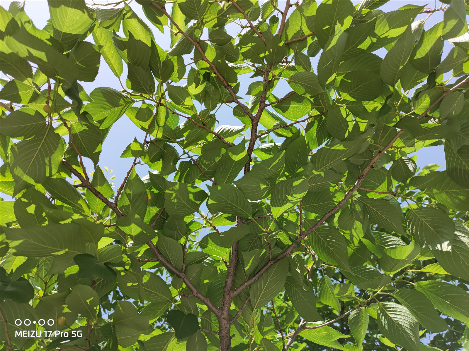 魅族17pro升级flyme9.2,魅族17pro无线充电