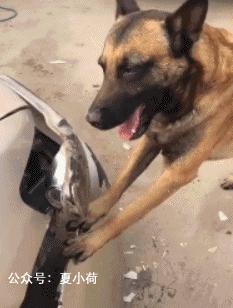 每天笑不停：据说狗肉和黄酒最配，今天晚上我就打算尝尝！