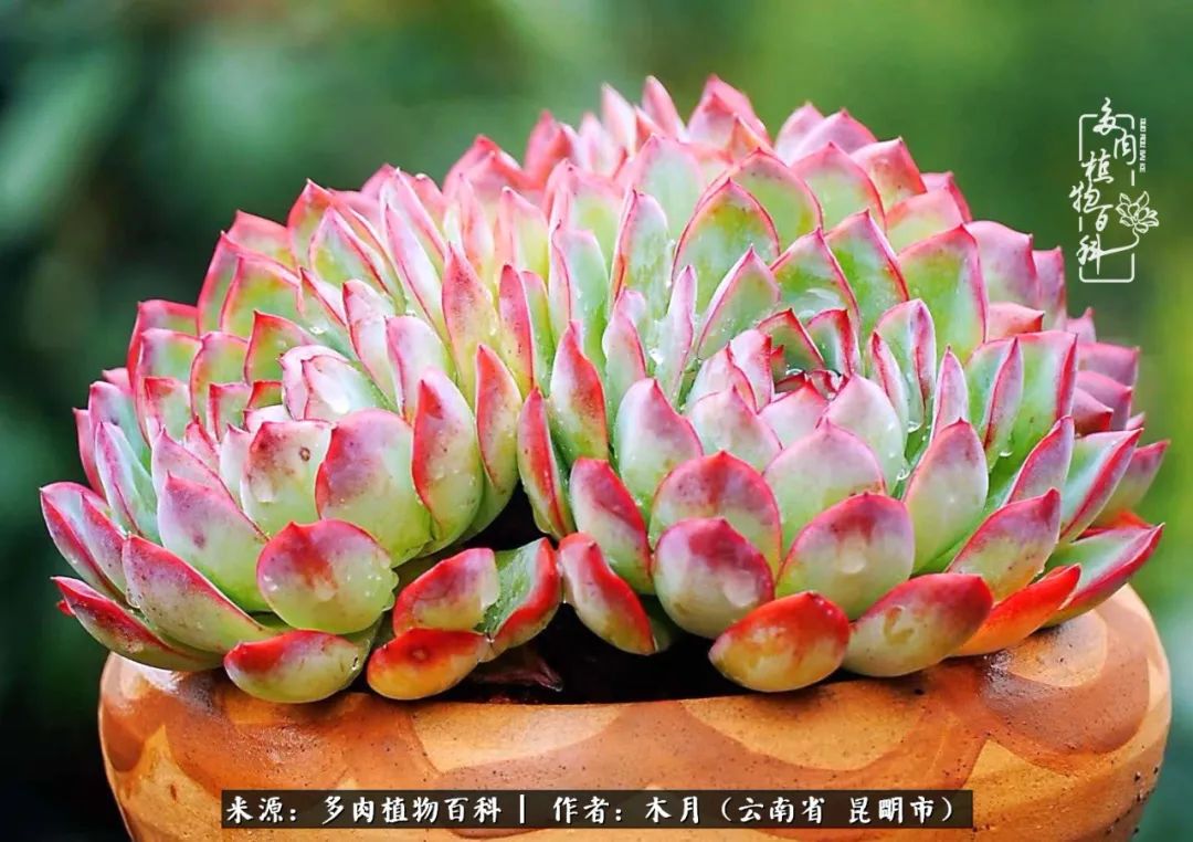 浅冬多肉，终有美好在等候