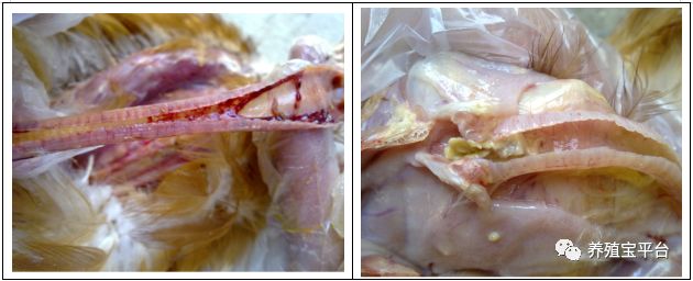 鸡传染性喉气管炎练习题,鸡传染性喉气管炎用什么药治疗