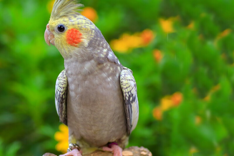 玄凤鹦鹉刚出生怎么辨别品种,玄凤鹦鹉有多少个品种