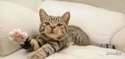 喵星人的背后是什么,盘点喵星人冬天也怕冷